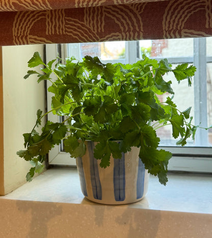 HERB POT // stripes