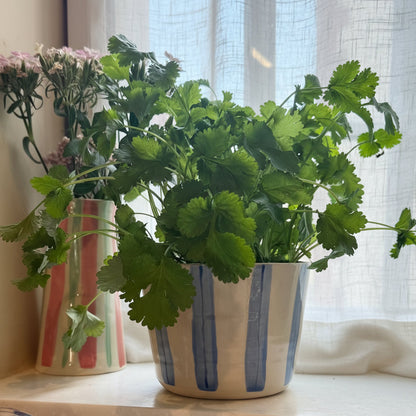 Potted herb plant with hand painted striped pot on a windowsill with a vase of flowers in the background.