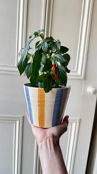HERB POT // stripes